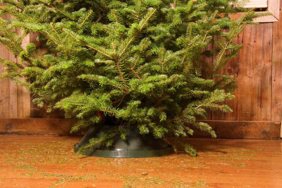 Ist die Weihnachtszeit vorbei, muss auch der Baum bald das heimische Wohnzimmer verlassen.