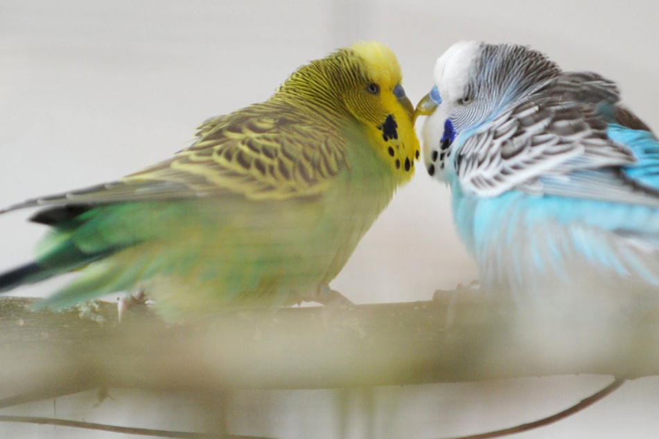 Wegen der Vogelgrippe müssen Wellensittiche im Zoogeschäft bleiben. (Symbolbild)
