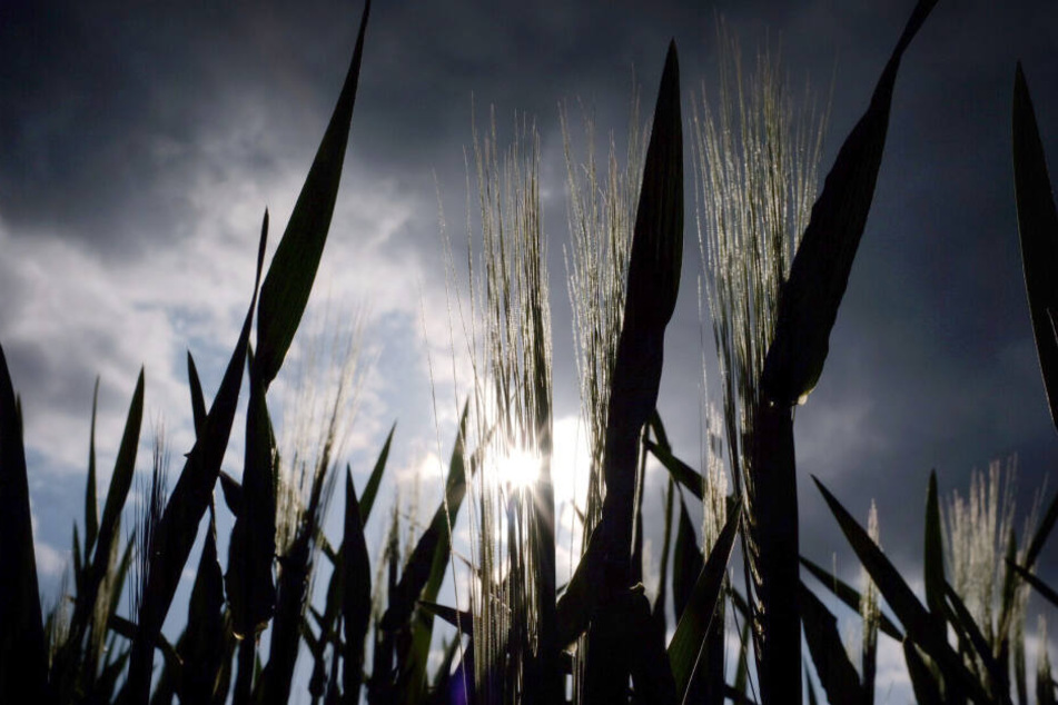 Die Landwirte in NRW freuen sich nach einem deutlich zu trockenen Monat April über mehr Regen im Mai.
