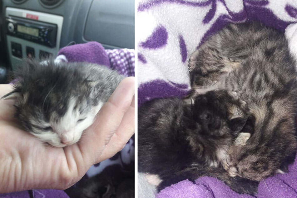 Die Katzenbabys wurden einfach in einer Papiertüte entsorgt.