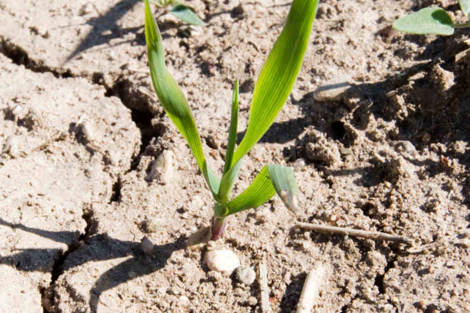 Die Trockenheit in Deutschland in diesem und dem letzten Sommer fällt auf – Vorboten des Klimawandels?
