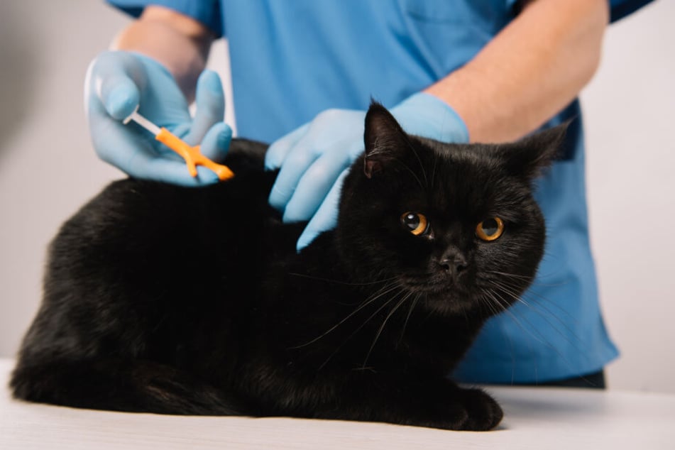 Mikrochipping: Ein kleiner Pieks, schon ist die Katze gechippt.
