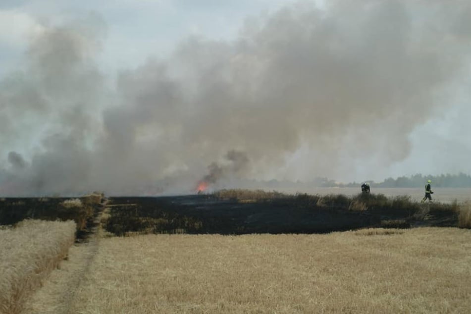 Die anhaltende Trockenheit lässt derzeit viele Felder und Wälder in Flammen aufgehen. So auch dieses Getreidefeld bei Köthen (Anhalt).