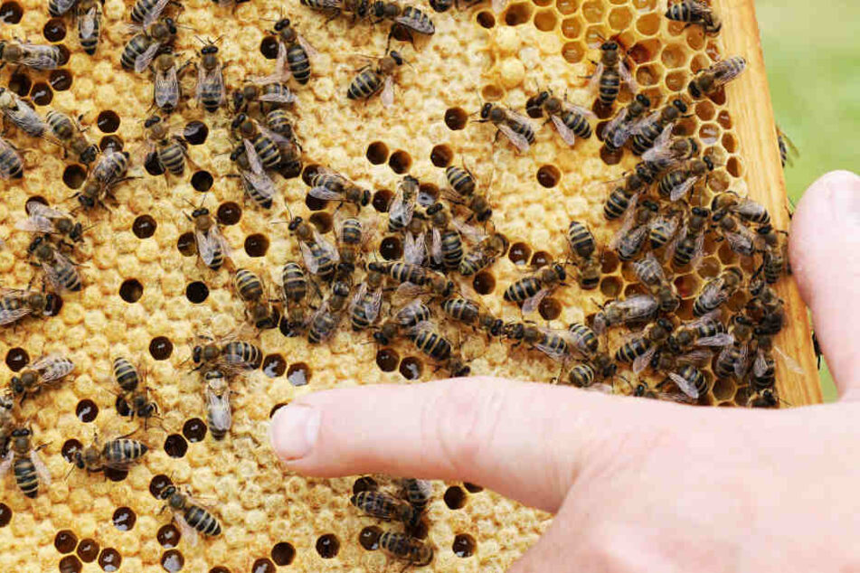 In einem Bienenstand wurde die Seuche nachgewiesen. (Symbolfoto)
