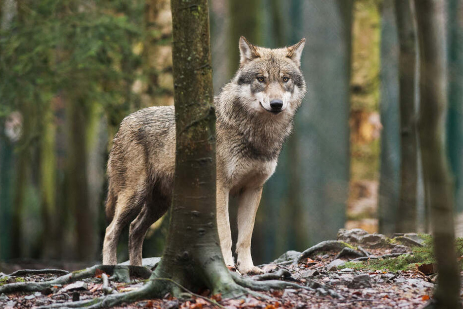 Der Wolf wurde in Osthessen gesichtet. (Symbolbild)