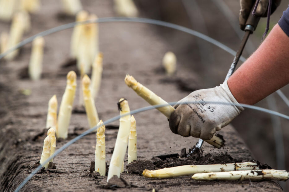 Helfer ernten auf einem Feld den ersten Spargel der Saison. Inzwischen ist wegen der kühlen Witterung das Wachstum ins Stocken geraten.