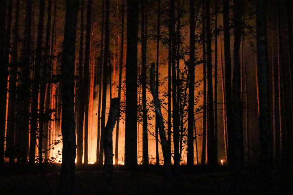 In der Annaburger Heide ist ein Waldbrand ausgebrochen (Symbolbild).
