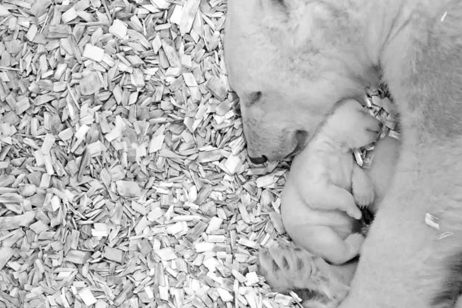 Das kugelige Eisbärenbaby aus dem Berliner Tierpark hat Silvester gut überstanden.