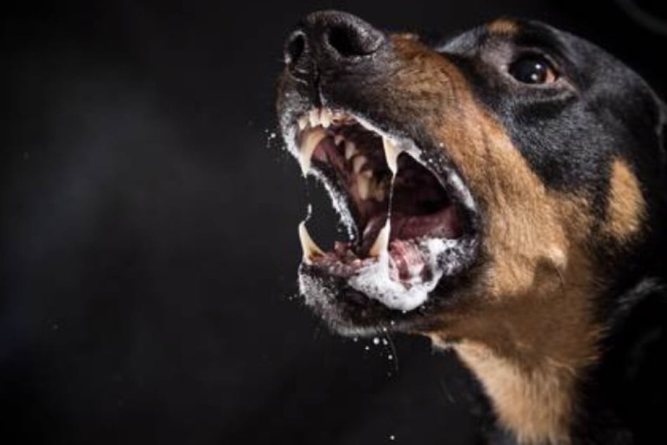 Der Rottweiler wurde nach dem Vorfall direkt eingeschläfert.