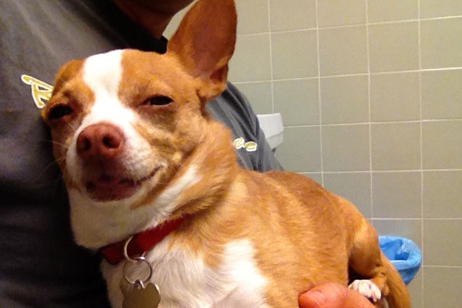 Der kleine Peanut hat sich heimlich einen Haschkeks gegönnt. Das Internet feiert den zugedröhnten Hund.