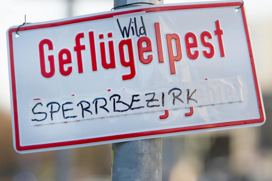 Nach dem Fund einer infizierten Wildgans, wurde in Reichenbach ein Sperrbezirk errichtet.