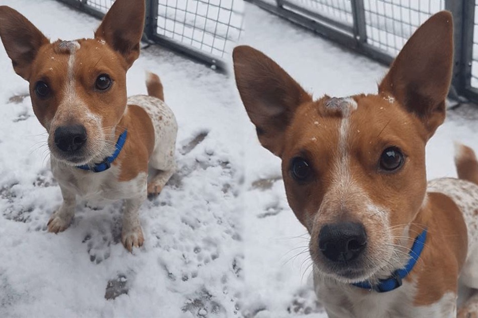 Was für ein Hundeblick!