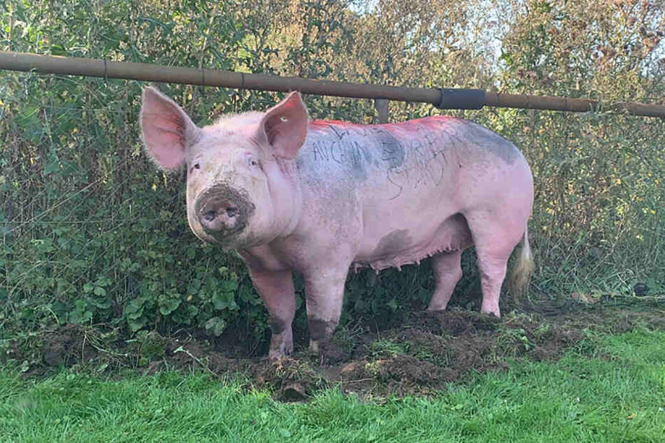 "Lautern-Schweine gibt es auch in eurer Stadt" haben Unbekannte auf eine Seite eines Schweins gekritzelt, das völlig dehydriert und erschöpft auf einem Sportplatz in Mannheim gefunden wurde.