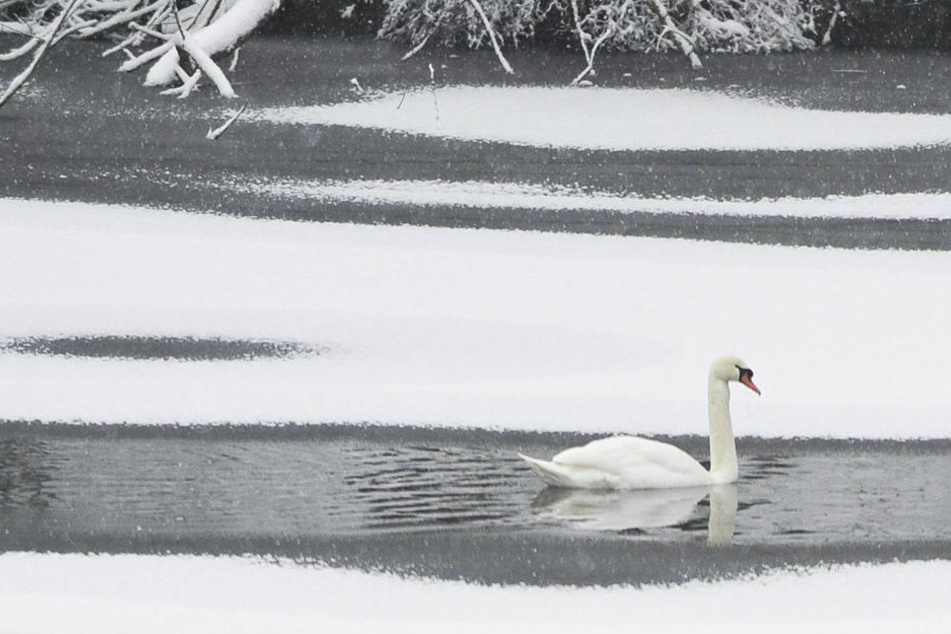 In Plauen musste die Feuerwehr Schwäne aus einem gefrorenen Teich retten. (Symbolbild)