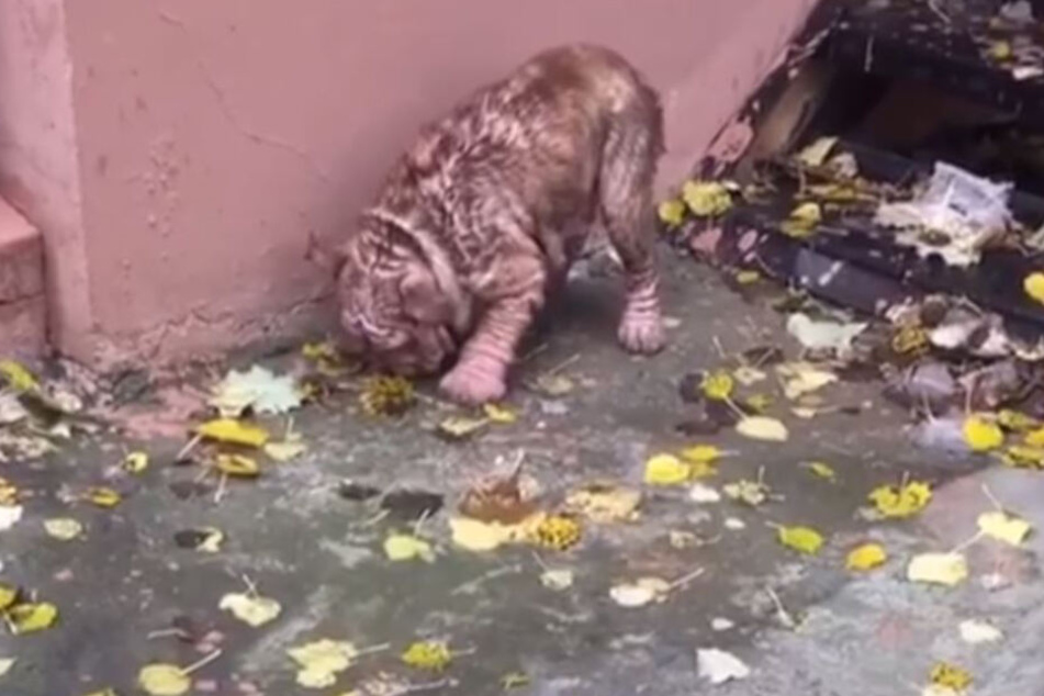 Sie hätte wohl nicht mehr lange überlebt. Bulldoggen-Dame Pumpkin.