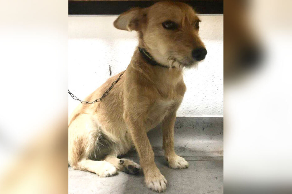 Dieser süße Hund wurde am Mittwochmorgen abgegeben. Wo ist sein Herrchen?