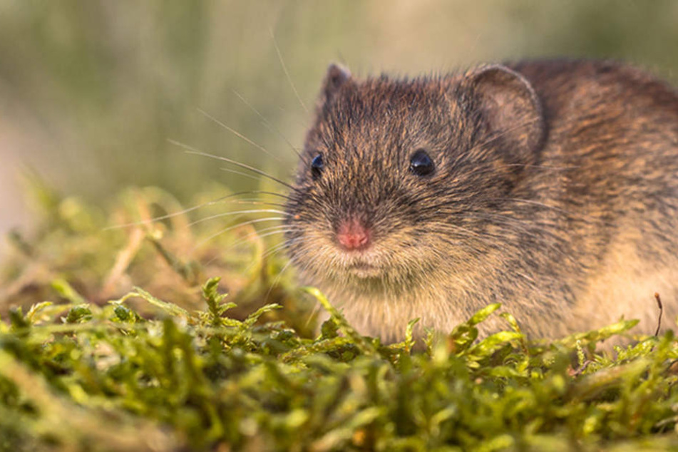 Eine kleine Wühlmaus sitzt auf der Wiese. (Symbolbild)