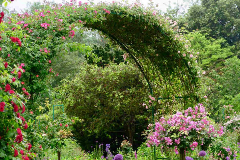 Völliger Kontrast zum Schotter-Beet: ein blühender Garten.