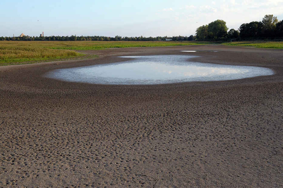 Der fast ausgetrocknete Elsterstausee im Jahr 2009. Mittlerweile ist die Fläche trocken und bewachsen.