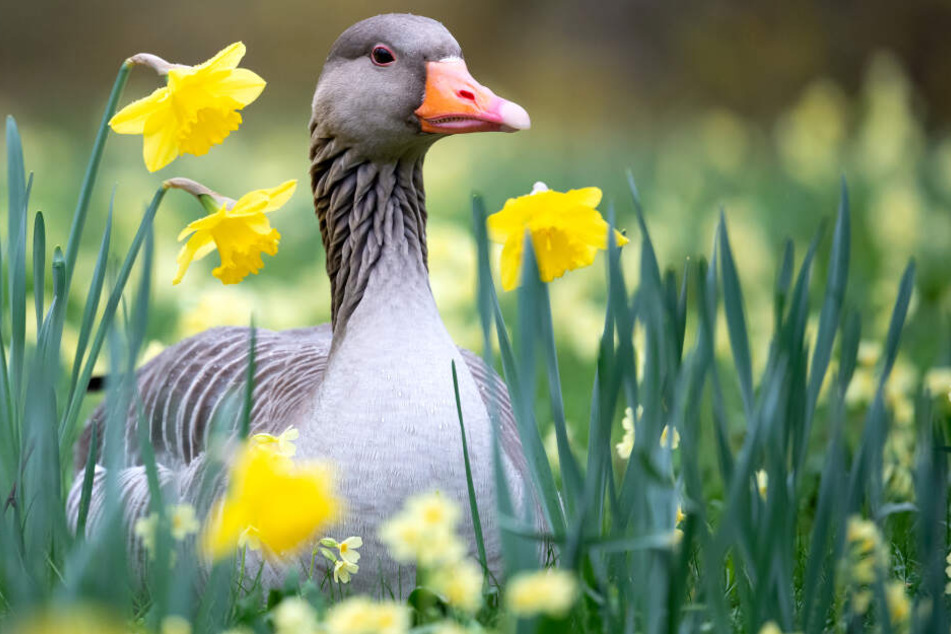 Eine Gans sitzt zwischen Osterglocken auf einer Wiese im Tierpark Hellabrunn.