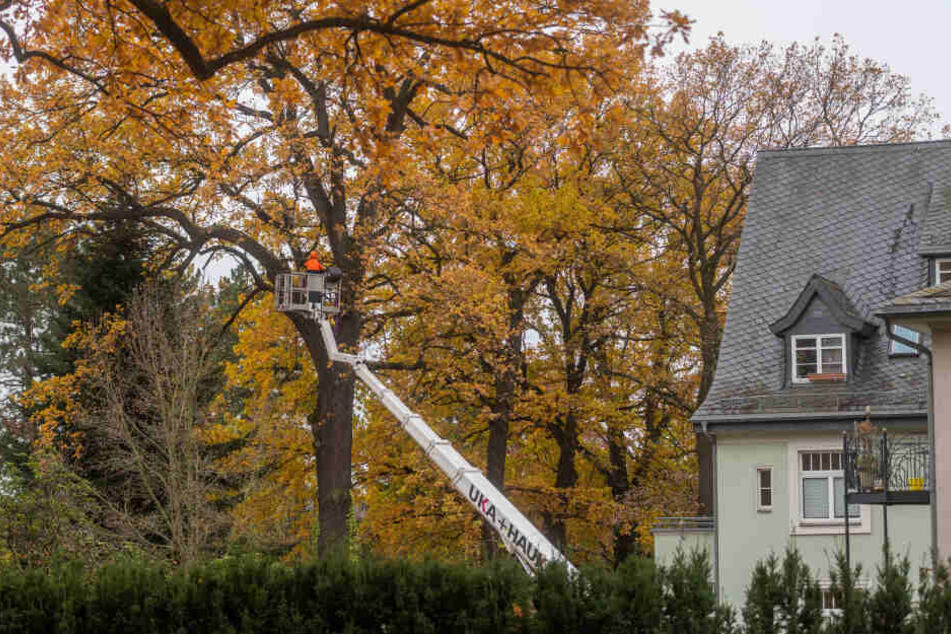 Das Ende für eine 150 Jahre alte Stieleiche: Arbeiter sägten am Küchwaldring zuerst die Krone ab.