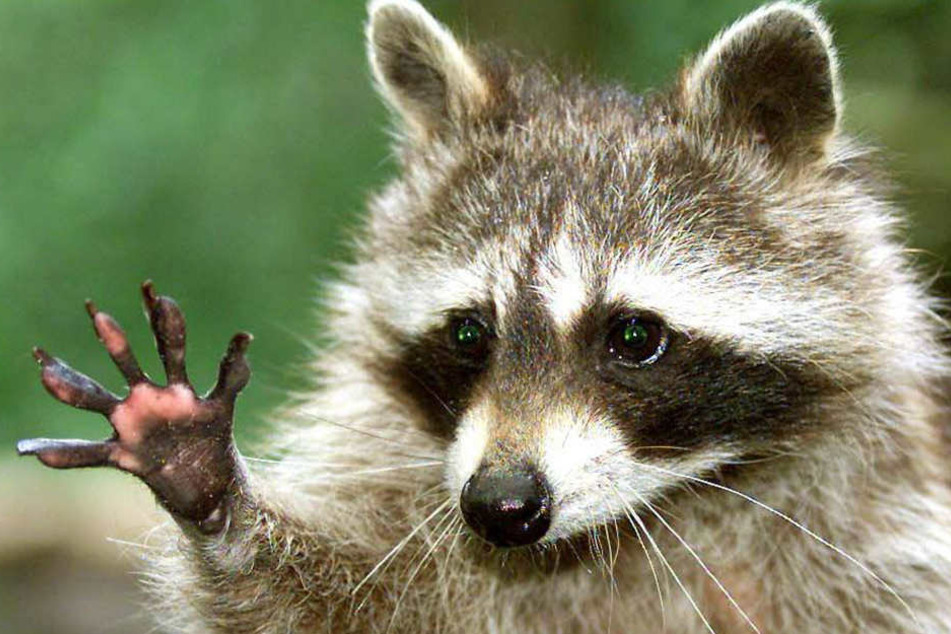 Der Waschbär ist auf den ersten Blick ganz niedlich. Doch er kann ganz anders (Symbolbild).