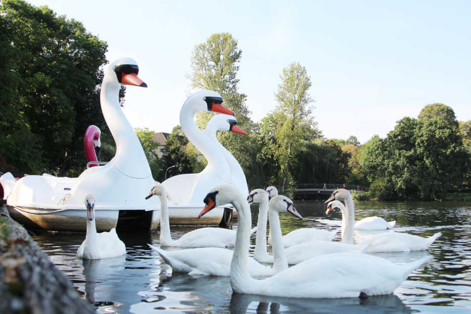 Im vergangenen Jahr war die Familie noch auf dem Schloßteich vereint.
