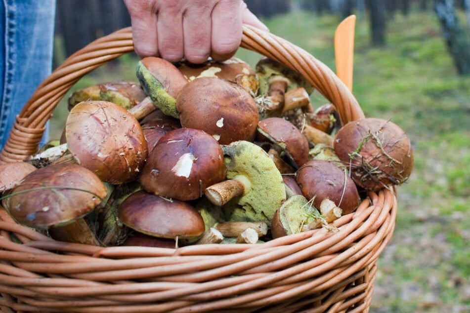 Ein Pilzsammler fand vier Granaten in einem Wald in der Nähe von Dieburg.