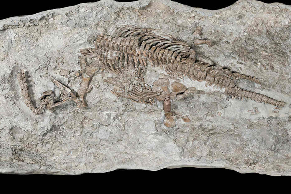 Das Skelett eines Plesiosauriers wird im Museum für Naturkunde in Münster ausgestellt.