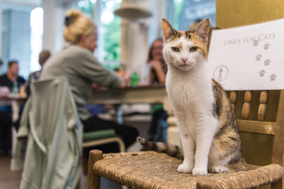 Türsteherin: Eine Katze in Hamburgs erstem Katzencafé.