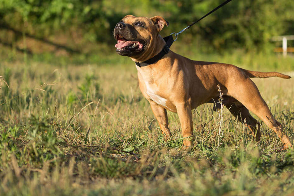 Ein Staffordshire Bullterrier gilt in fast allen Bundesländern als "gefährliches Tier" (Symbolbild).