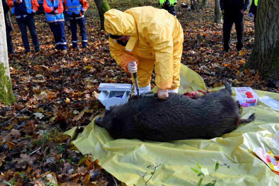 Polnische Veterinärbehörden trainieren bei einer Notfallübung für das Auftreten der Afrikanischen Schweinepest (ASP).