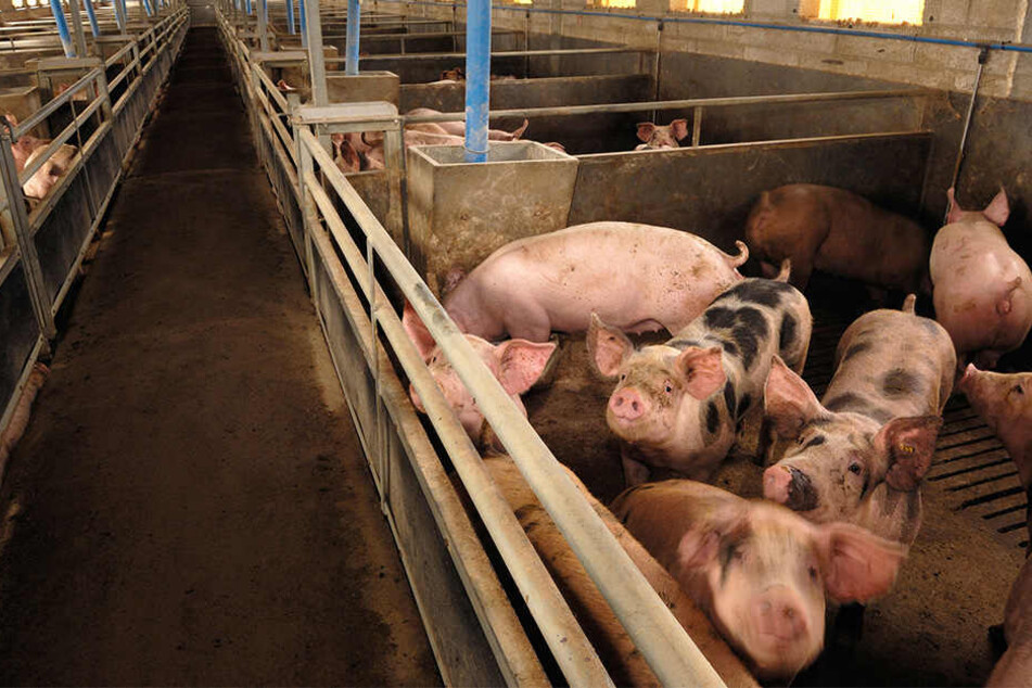 Viele Schweine haben nach Ansicht des Oberverwaltungsgerichts Magdeburg zu wenig Platz. (Symbolbild)