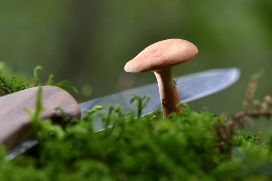 Im Wald hatte der Mann seine Pilze selber gesammelt, einige davon waren wohl nicht zum Essen geeignet. (Symbolbild)