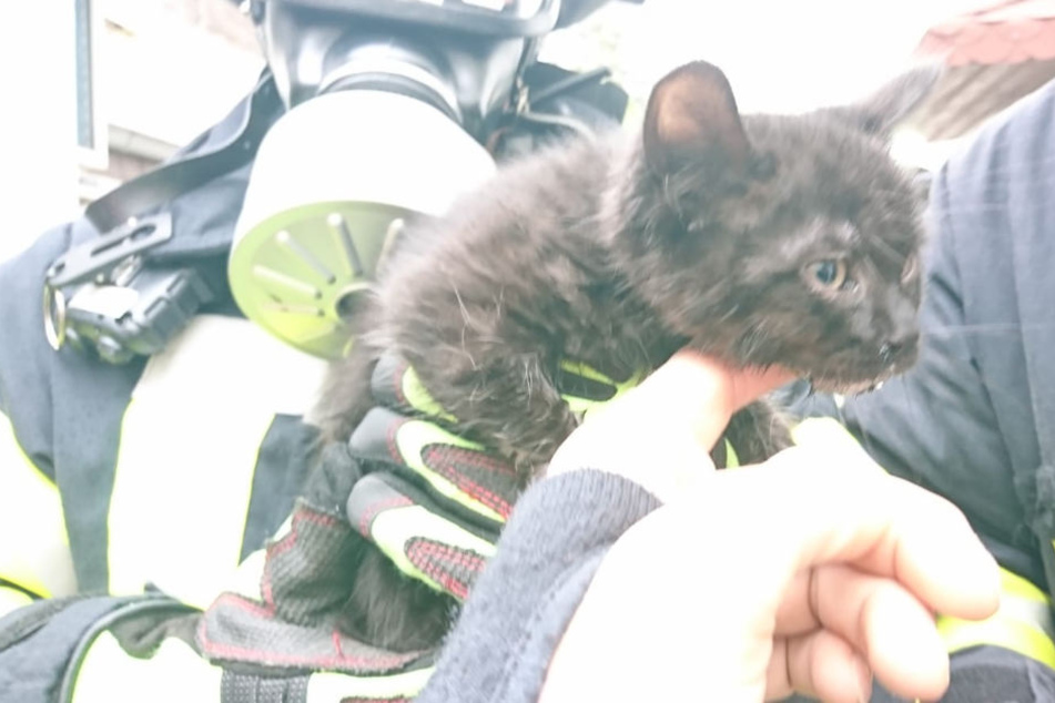 Gesund und munter: Der kleinen Katze geht nach ihrer Rettung gut.