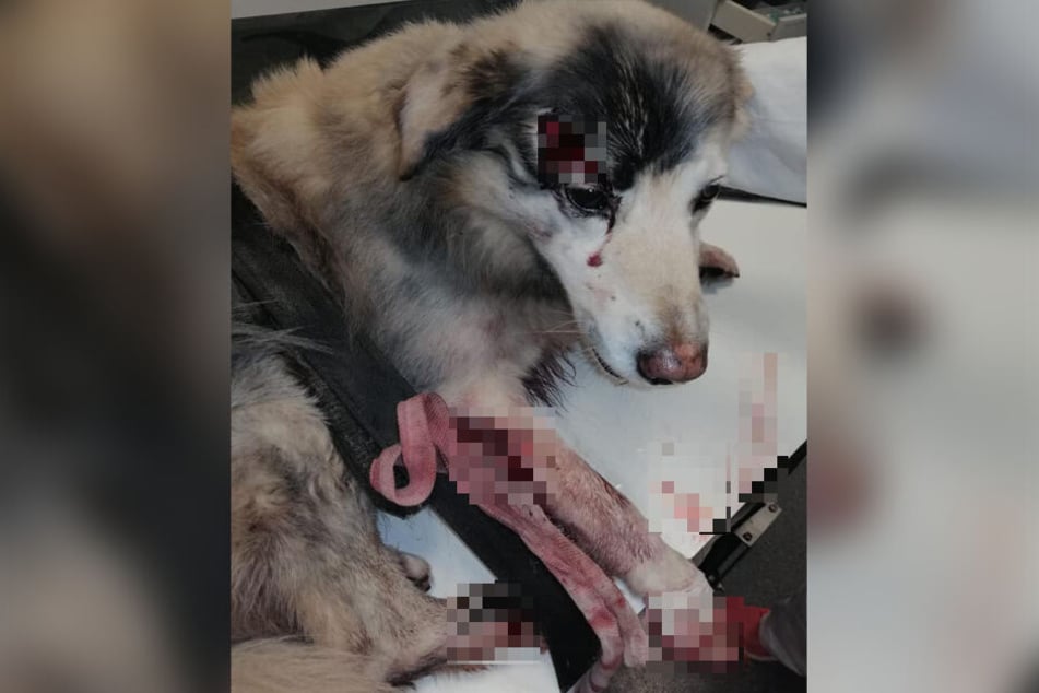 Mit offener Wunde über dem rechten Auge und blutverschmierten Fell am ganzen Körper liegt der angefahrene Hund in der Leipziger Tierklinik.