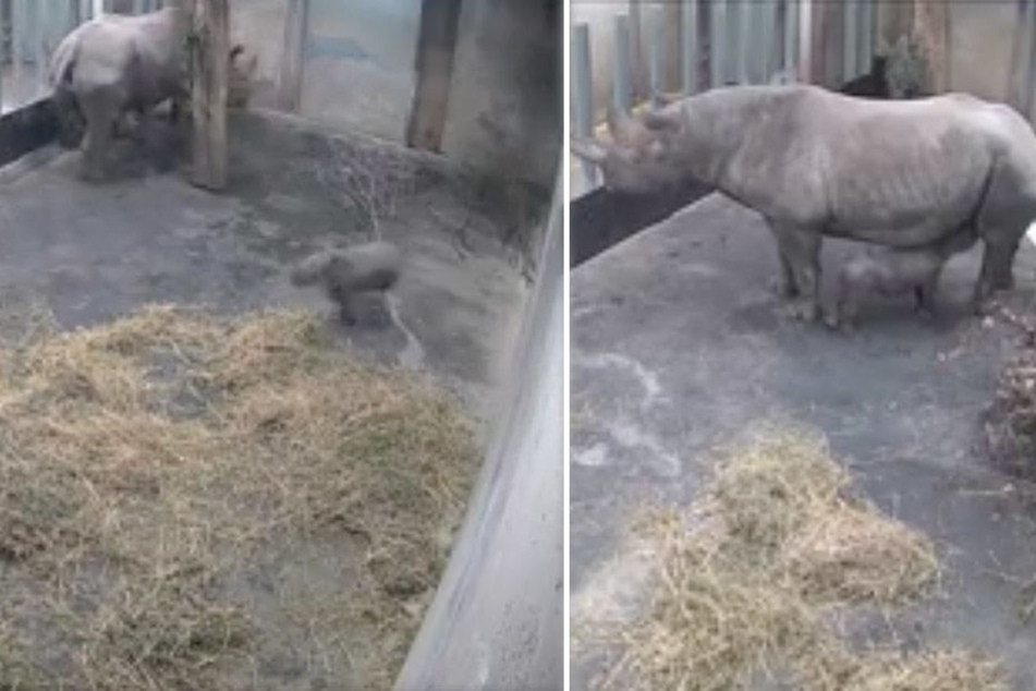 Erst rannte das Jungtier wild durchs Gehege, danach wurde bei Mama Saba (26) der Durst gestillt.
