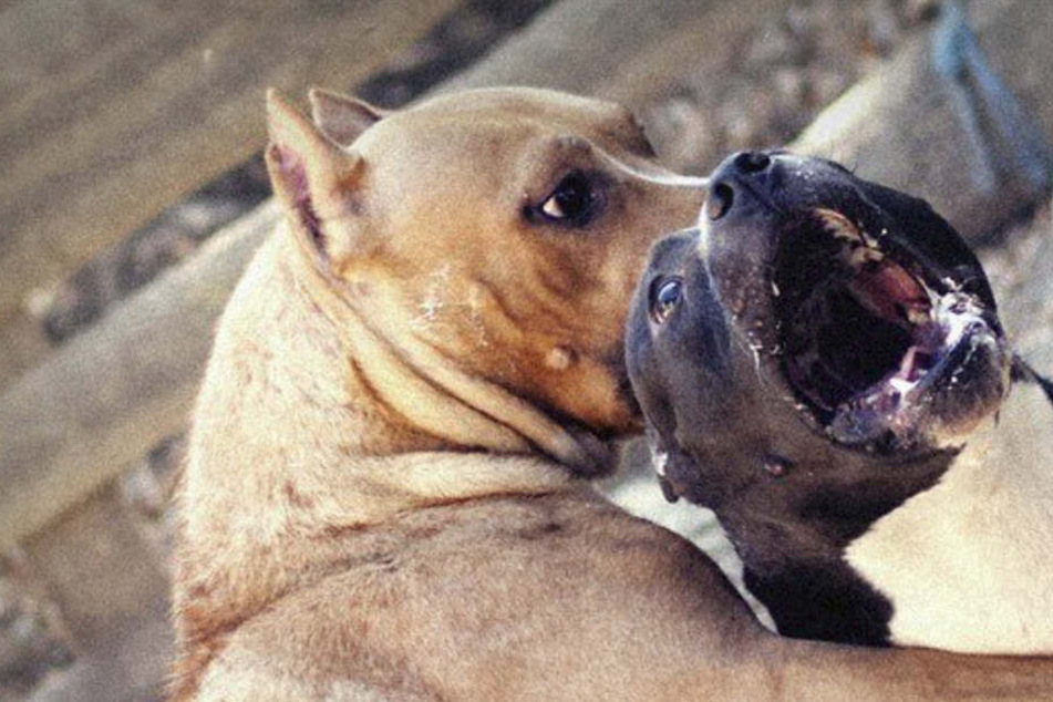 So brutal müssen Hunde in illegalen Untergrund-Kämpfen gegeneinander antreten