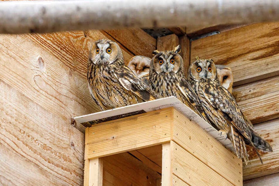 Eulen bitte eng zusammenrücken! Längst wollen sie in die Freiheit flattern.
Doch wegen der Vogelgrippe dürfen sie
die Rettungsstation nicht verlassen.