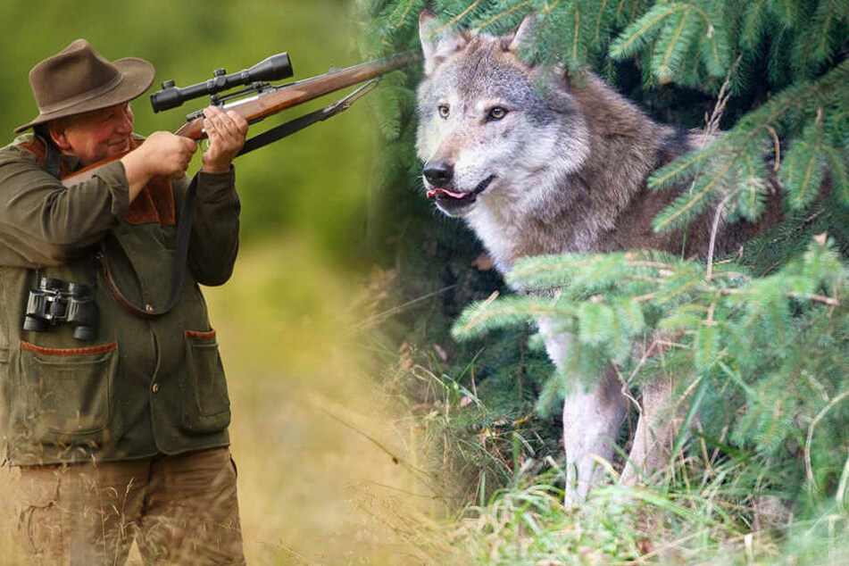 Ein Wolf aus dem Rosenthaler Rudel darf getötet werden