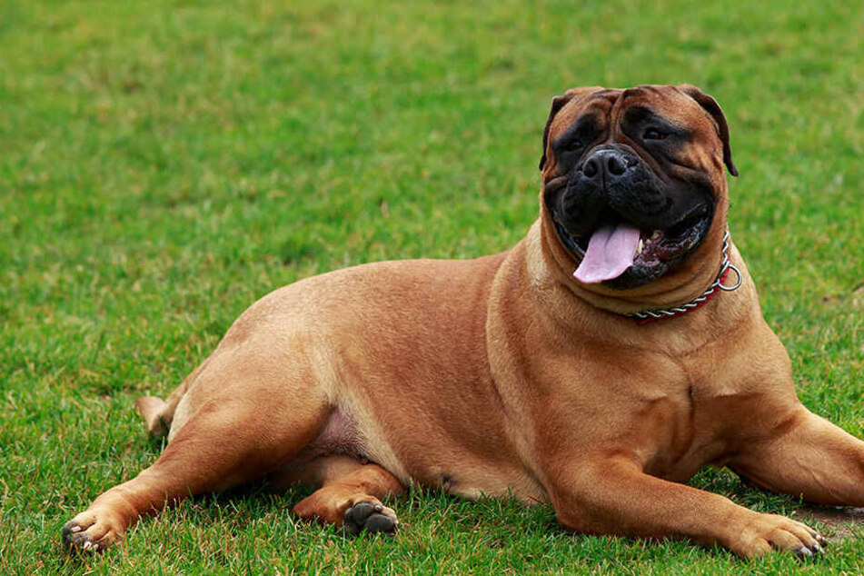 Bei dem Hund handelte es sich um einen Bullmastiff (Symbolbild).