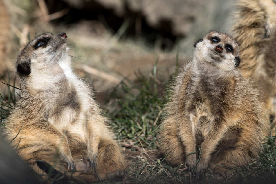 Zwei Erdmännchen dösen trotz Kälte in der Wintersonne.