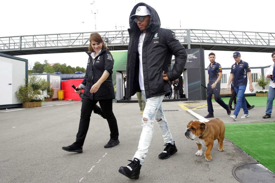 Lewis Hamilton nimmt seine Hunde gelegentlich auch mit an die Rennstrecke.