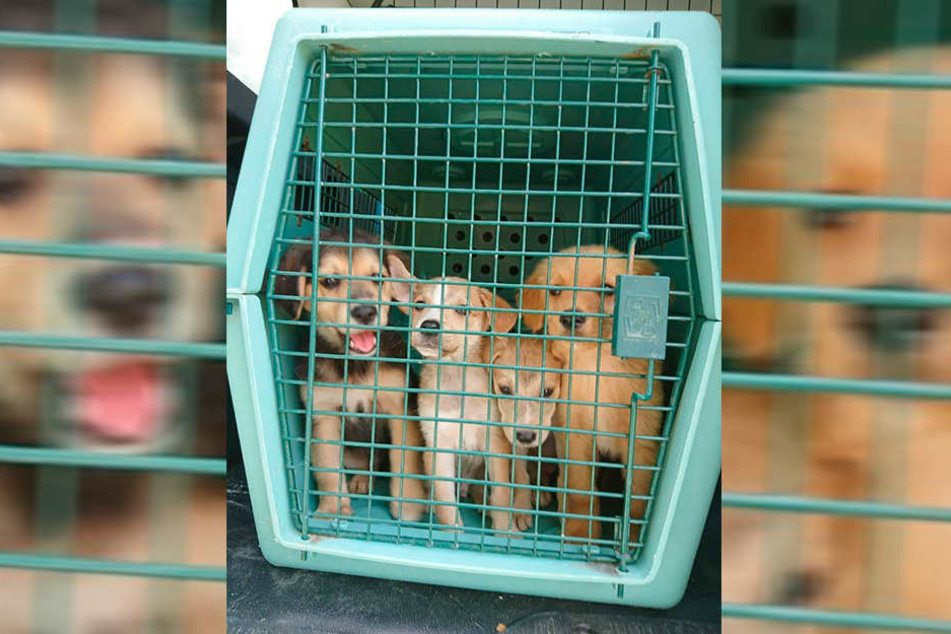 Entkräftet und dehydriert wurden die vier Welpen unter einer Brücke gefunden und von Rettern vom Tierschutzverein in Obhut genommen.