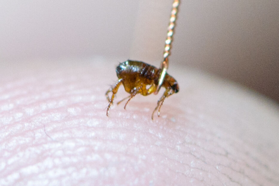 Fieser kleine Blutsauger: der Floh.
