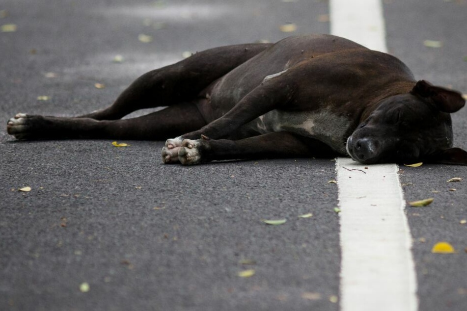 Den Hund ließ der VW-Fahrer sterbend auf der Straße zurück. (Symbolbild)