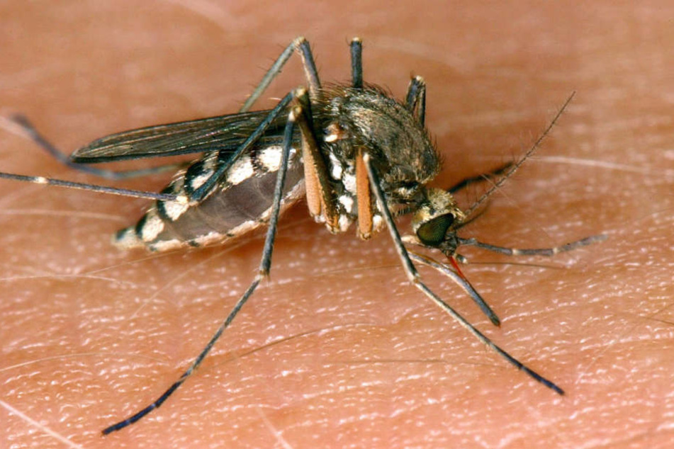 Das Virus wird hauptsächlich von Mücken übertragen.