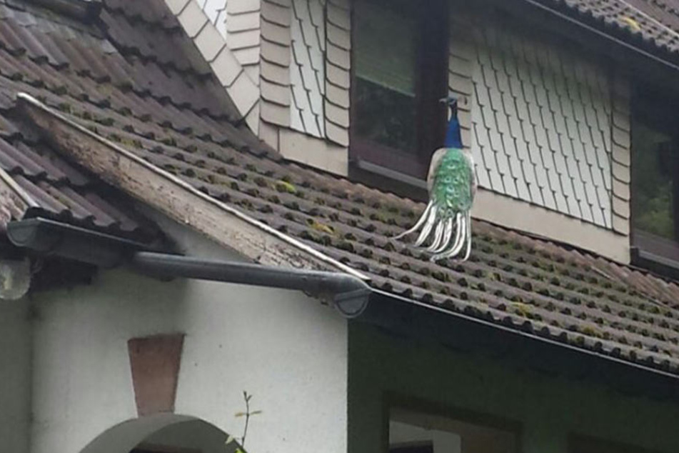 Der Pfau büchste in der Nacht aus und machte es sich auf dem Dach seines Besitzers bequem.