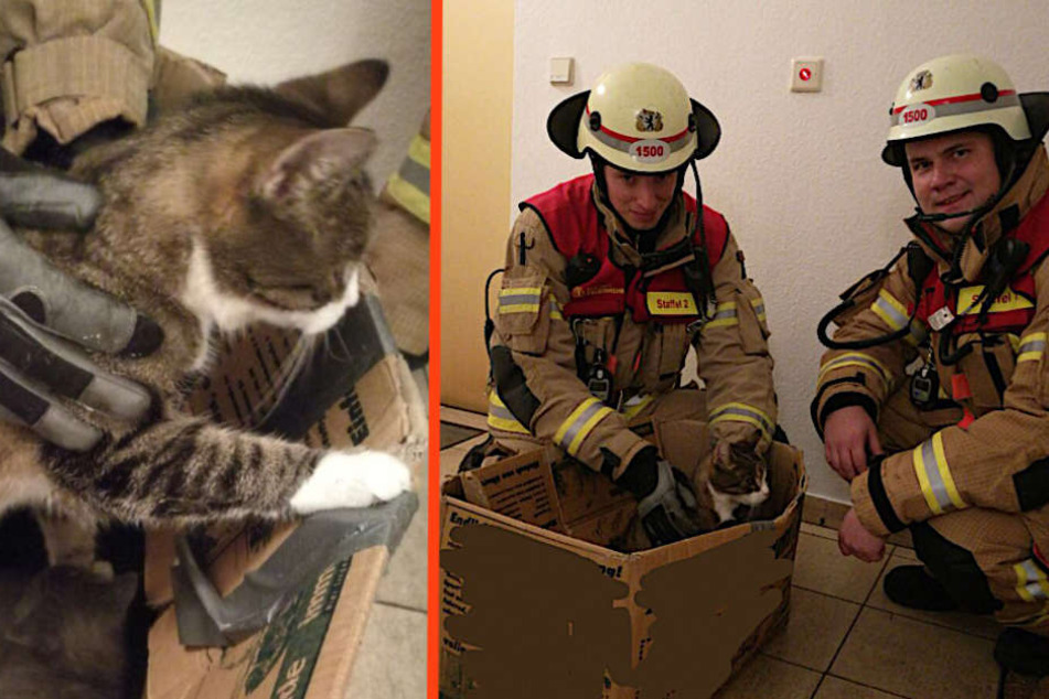 Zwei Feuerwehrmänner mit den geretteten Kätzchen.