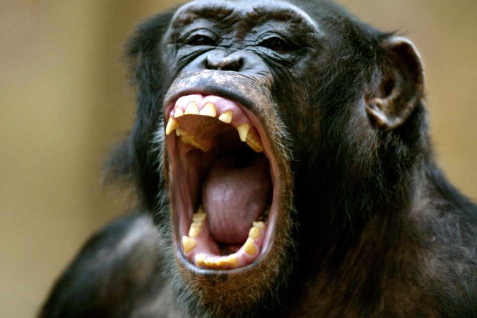 Der Affe hatte gut lachen - die Frau weniger. (Symbolbild)